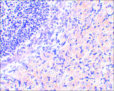 Anti-RPA Interacting Protein (ab1) antibody produced in rabbit affinity isolated antibody, buffered aqueous solution