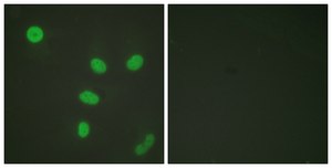 Anti-Histone H3 (Acetyl-Lys27) antibody produced in rabbit affinity isolated antibody