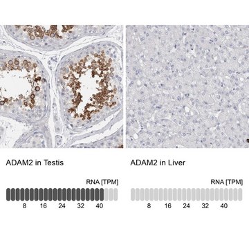 Anti-ADAM2 antibody produced in rabbit Prestige Antibodies&#174; Powered by Atlas Antibodies, affinity isolated antibody, buffered aqueous glycerol solution, Ab1