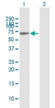 Anti-VANGL1 antibody produced in mouse purified immunoglobulin, buffered aqueous solution