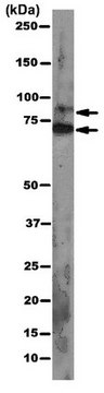 Anti-pan Ago Antibody, clone 2A8 clone 2A8, from mouse