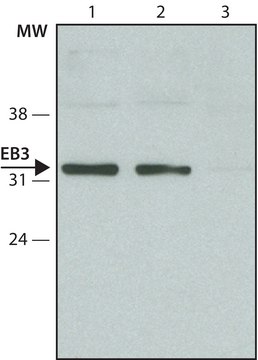 Anti-EB3 antibody produced in rabbit ~1.0&#160;mg/mL, affinity isolated antibody