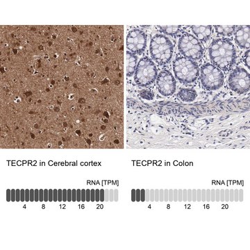 Anti-TECPR2 antibody produced in rabbit Prestige Antibodies&#174; Powered by Atlas Antibodies, affinity isolated antibody, buffered aqueous glycerol solution