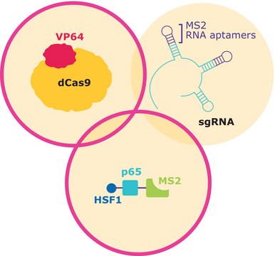 SAM CRISPRa Helper Construct Kit Lentiviral Transduction Particles