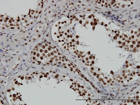 Monoclonal Anti-TAF11, (C-terminal) antibody produced in mouse clone 3D3, purified immunoglobulin, buffered aqueous solution