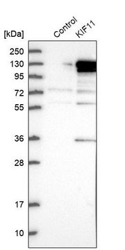 Anti-KIF11 antibody produced in rabbit Prestige Antibodies&#174; Powered by Atlas Antibodies, affinity isolated antibody, buffered aqueous glycerol solution