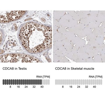 Anti-CDCA8 antibody produced in rabbit Prestige Antibodies&#174; Powered by Atlas Antibodies, affinity isolated antibody, buffered aqueous glycerol solution