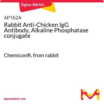 Rabbit Anti-Chicken IgG Antibody, Alkaline Phosphatase conjugate Chemicon&#174;, from rabbit