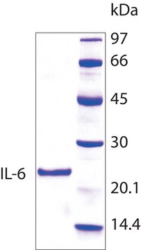 白介素 -6 人 IL-6, recombinant, expressed in E. coli, lyophilized powder, suitable for cell culture