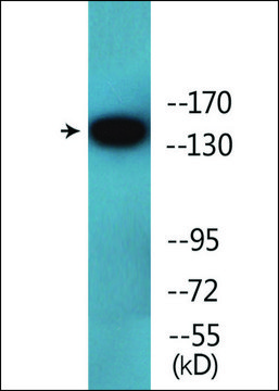 Anti-phospho-VEGFR2 (pTyr1214) antibody produced in rabbit affinity isolated antibody