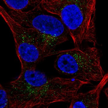 Anti-SLAMF7 antibody produced in rabbit Prestige Antibodies&#174; Powered by Atlas Antibodies, affinity isolated antibody