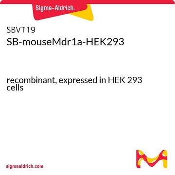 SB-mouseMdr1a-HEK293 recombinant, expressed in HEK 293 cells