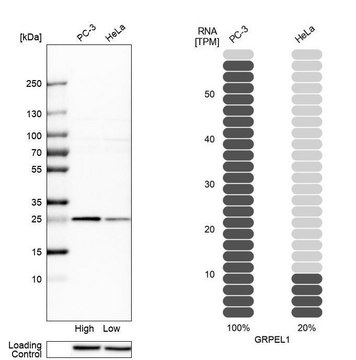 Anti-GRPEL1 antibody produced in rabbit Prestige Antibodies&#174; Powered by Atlas Antibodies, affinity isolated antibody, buffered aqueous glycerol solution