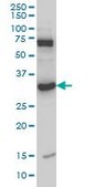 Monoclonal Anti-MPG, (N-terminal) antibody produced in mouse clone 2C5, purified immunoglobulin, buffered aqueous solution