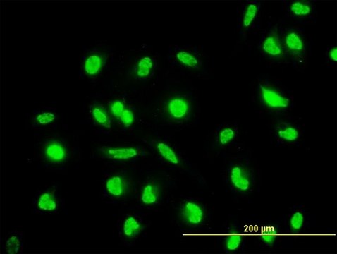 Monoclonal Anti-MAP2K6 antibody produced in mouse clone 2F2, purified immunoglobulin, buffered aqueous solution