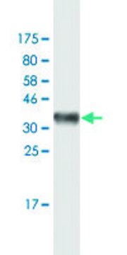 Monoclonal Anti-HLA-DQB1 antibody produced in mouse clone 1G6, purified immunoglobulin, buffered aqueous solution