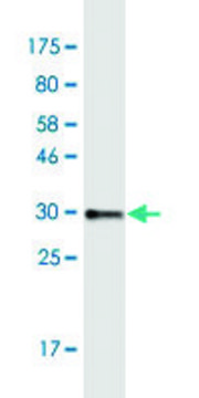 Monoclonal Anti-COL8A2 antibody produced in mouse clone 1F4, purified immunoglobulin