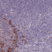 Anti-LTB antibody produced in rabbit Prestige Antibodies® Powered by Atlas Antibodies, affinity isolated antibody, buffered aqueous glycerol solution