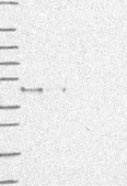 Anti-AIFM2 antibody produced in rabbit Prestige Antibodies® Powered by Atlas Antibodies, affinity isolated antibody, buffered aqueous glycerol solution