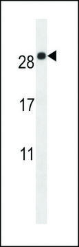 ANTI-EMP2(C-TERMINAL) antibody produced in rabbit affinity isolated antibody, buffered aqueous solution