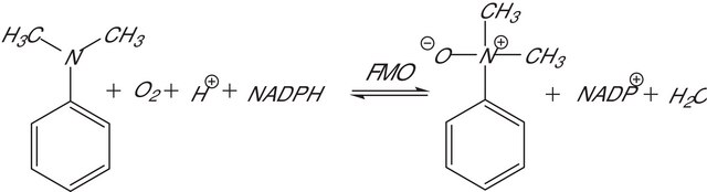 Flavin-Containing Monooxygenase-1, Microsomes human recombinant, expressed in baculovirus infected insect cells, buffered aqueous solution