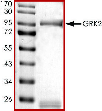 GRK2, active, GST tagged human PRECISIO&#174; Kinase, recombinant, expressed in baculovirus infected Sf9 cells, &#8805;70% (SDS-PAGE), buffered aqueous glycerol solution