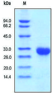 TIMP1 human recombinant, expressed in HEK 293 cells, &#8805;95% (SDS-PAGE)