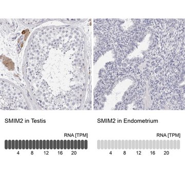 Anti-SMIM2 antibody produced in rabbit Prestige Antibodies® Powered by Atlas Antibodies, affinity isolated antibody, buffered aqueous glycerol solution