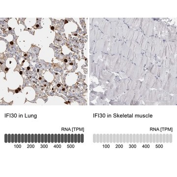 抗-IFI30 兔抗 Prestige Antibodies&#174; Powered by Atlas Antibodies, affinity isolated antibody, buffered aqueous glycerol solution