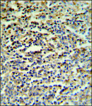 ANTI-SGF29 (C-TERM) antibody produced in rabbit IgG fraction of antiserum, buffered aqueous solution