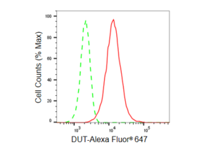 KD-Validated Anti DUT Antibody, clone 23GB5240, Rabbit Monoclonal clone 23GB5240, recombinant rabbit monoclonal, expressed in HEK293 cells
