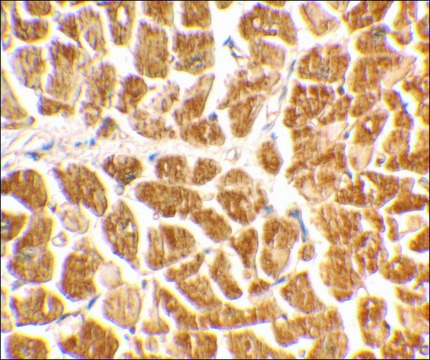 Anti-CX3CR1 antibody produced in rabbit affinity isolated antibody, buffered aqueous solution