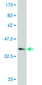 Monoclonal Anti-PRPS2 antibody produced in mouse clone 4C1, purified immunoglobulin, buffered aqueous solution