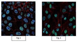 Anti-trimethyl-Histone H3 (Lys4) Antibody, Alexa Fluor™ 488 Conjugate from rabbit, ALEXA FLUOR™ 488