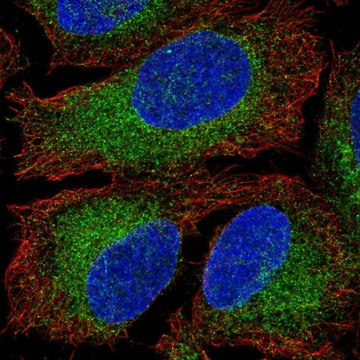 Anti-HACE1 antibody produced in rabbit Prestige Antibodies&#174; Powered by Atlas Antibodies, affinity isolated antibody