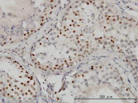 Monoclonal Anti-CTBP1 antibody produced in mouse clone 2G7, purified immunoglobulin, buffered aqueous solution