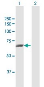 Anti-CTPS2 antibody produced in rabbit purified immunoglobulin, buffered aqueous solution