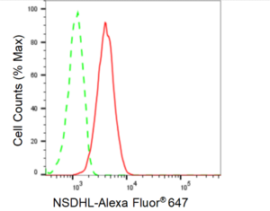 KD-Validated Anti NSDHL Antibody, clone 24GB510, Rabbit Monoclonal clone 24GB510, recombinant rabbit monoclonal, expressed in HEK293 cells