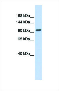 Anti-ZNF512B antibody produced in rabbit affinity isolated antibody