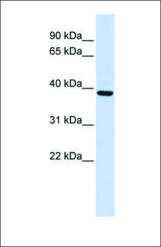 Anti-FBXO24 (ab1) antibody produced in rabbit affinity isolated antibody