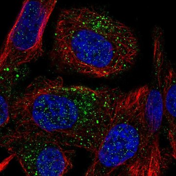 Anti-TMEM8B antibody produced in rabbit Prestige Antibodies&#174; Powered by Atlas Antibodies, affinity isolated antibody