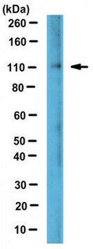 Anti-Lipin-2 Antibody from rabbit, purified by affinity chromatography