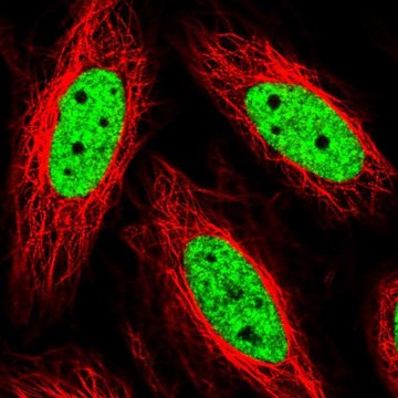 Anti-THRAP3 antibody produced in rabbit Prestige Antibodies&#174; Powered by Atlas Antibodies, affinity isolated antibody