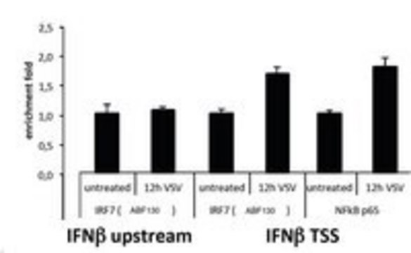 Anti-IRF7 Antibody