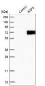 Anti-IKZF5 antibody produced in rabbit Prestige Antibodies® Powered by Atlas Antibodies, affinity isolated antibody, buffered aqueous glycerol solution