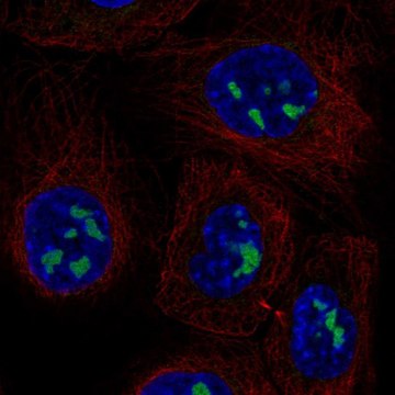 Anti-ADAMTS12 antibody produced in rabbit Prestige Antibodies&#174; Powered by Atlas Antibodies, affinity isolated antibody