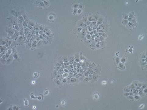 UM-SCC-17B Squamous Carcinoma Cell Line UM-SCC-17B is a unique head and neck squamous carcinoma cell line derived from the metastatic neck tumor of a 48-year old female patient and is a suitable in vitro model of H&amp;N carcinoma studies.