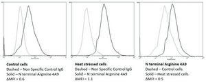 Monoclonal Anti-N-terminal Arginylation antibody produced in mouse clone 4A9