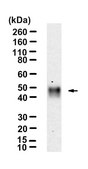 Anti-Trop2 Antibody, clone 2G10 ZooMAb® Mouse Monoclonal recombinant, expressed in HEK 293 cells