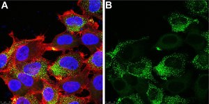 Anti-PIEZO2 Antibody, clone 1H10 ZooMAb® Rabbit Monoclonal recombinant, expressed in HEK 293 cells